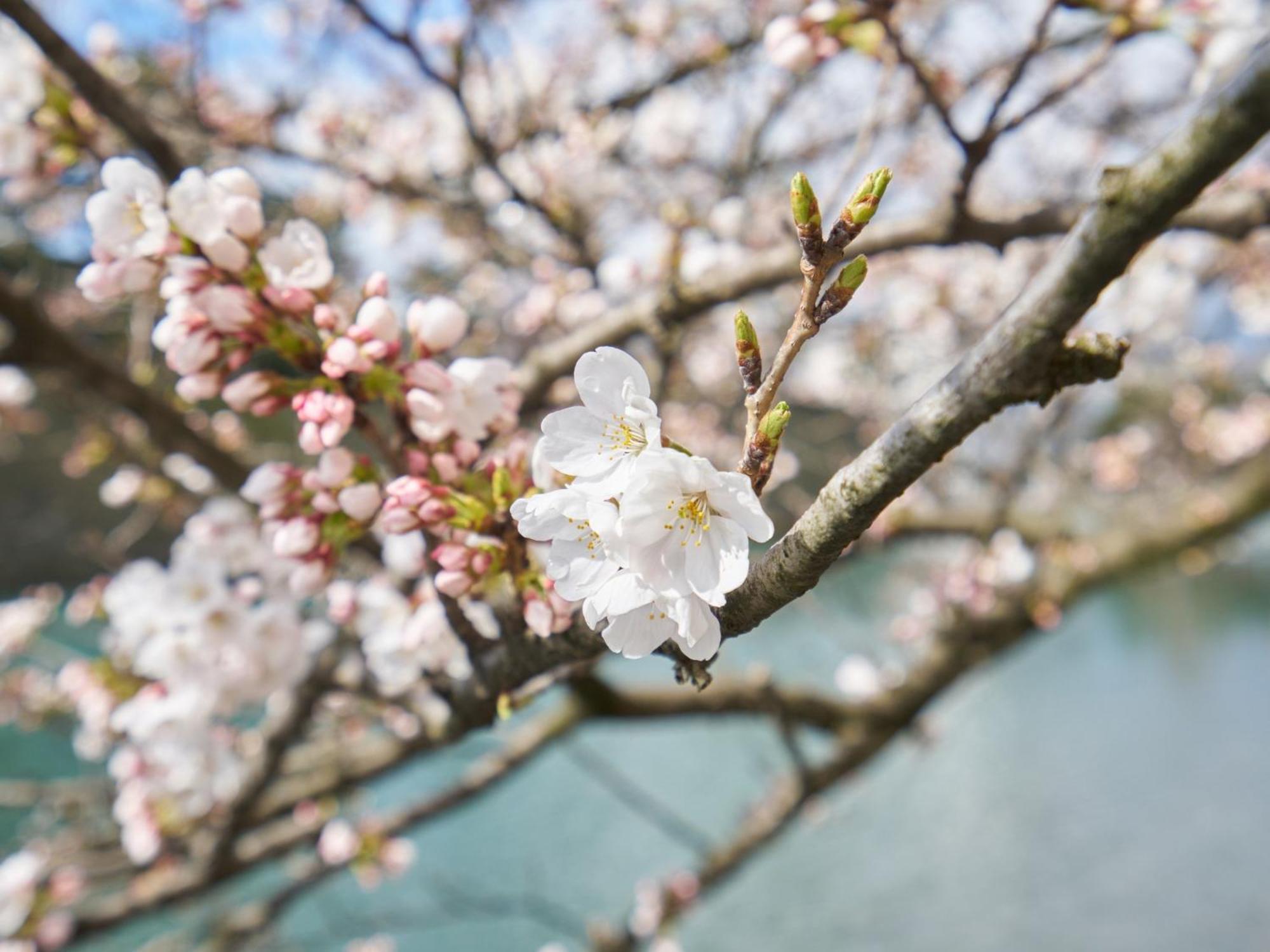 Hotel Fukui Castle - Vacation Stay 58696V Екстер'єр фото