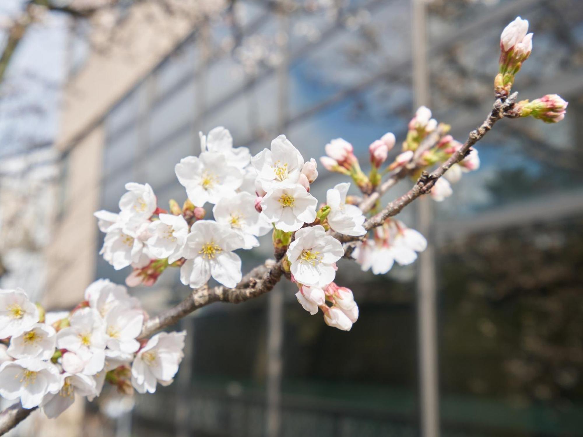 Hotel Fukui Castle - Vacation Stay 58696V Екстер'єр фото